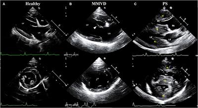 Expression Profile of Circulating MicroRNAs in Dogs With Cardiac Hypertrophy: A Pilot Study